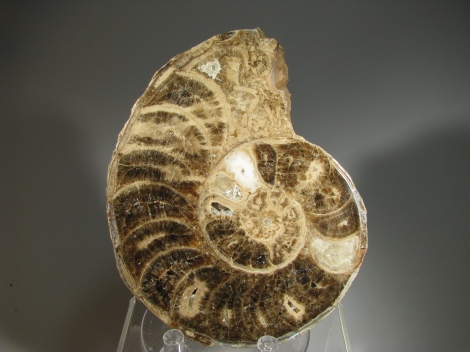 Ammonite  - Coastal Sahara Desert in Morocco