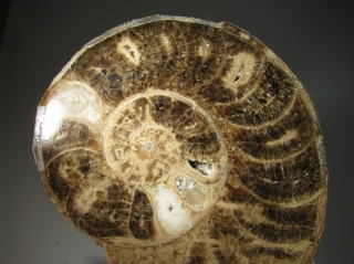Ammonite  - Coastal Sahara Desert in Morocco