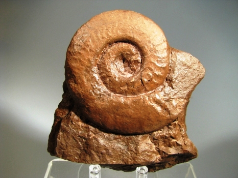 Ammonite -  Rhone-Alpes, FRANCE