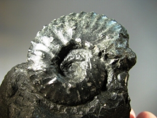 Ammonite -  La Mesa de Los Santos, Santander, Colombia