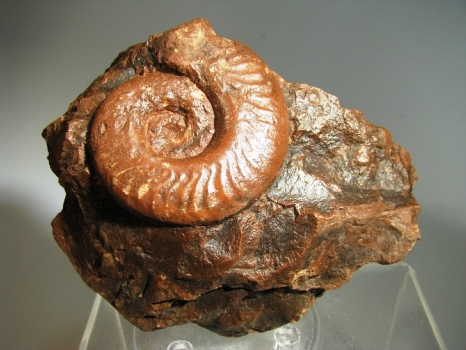 Ammonite -  Rhone-Alpes, FRANCE