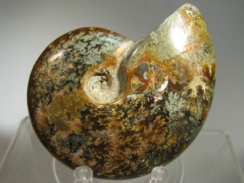 Ammonite -  Madagascar