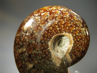 Ammonite -  Madagascar