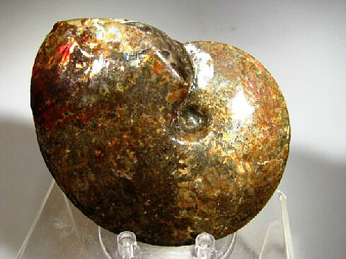 Ammonite -  Southern Alberta, Canada