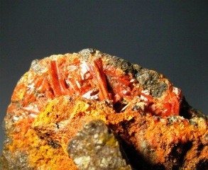 Crocoite  -  Dundas Extended Mine, Zeehan district, Tasmania, Australia