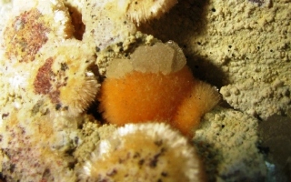 Ferrierite MG - Monastir, Sardinia, Italy