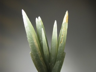 Prase Quartz   - Serifos Island, Greece