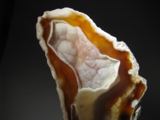 Fossil Coral - Tampa Bay, Florida