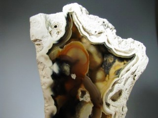 Fossil Coral - Tampa Bay, Florida