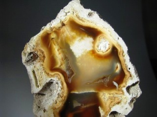 Fossil Coral - Tampa Bay, Florida