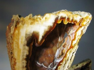 Fossil Coral - Tampa Bay, Florida