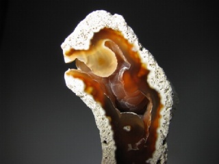 Fossil Coral - Tampa Bay, Florida