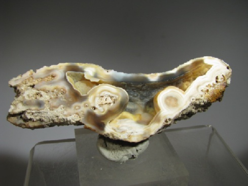 Fossil Coral - Tampa Bay, Florida