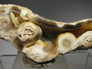 Fossil Coral - Tampa Bay, Florida