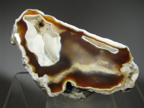 Fossil Coral - Tampa Bay, Florida