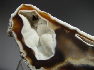 Fossil Coral - Tampa Bay, Florida