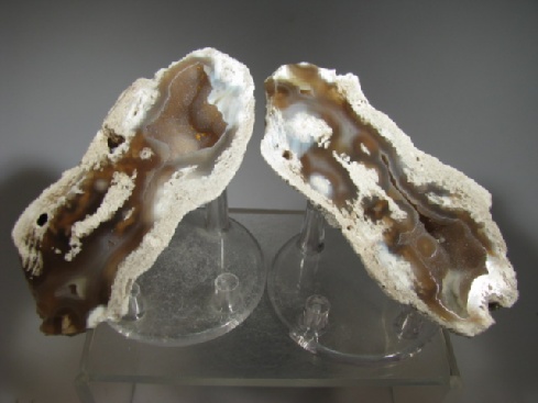 Fossil Coral - Tampa Bay, Florida