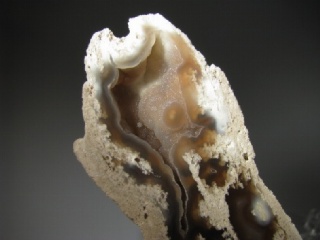 Fossil Coral - Tampa Bay, Florida