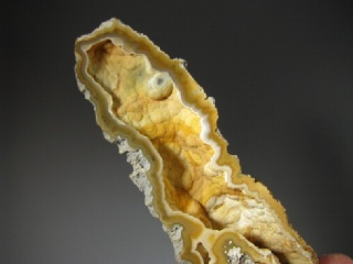 Fossil Coral - Tampa Bay, Florida