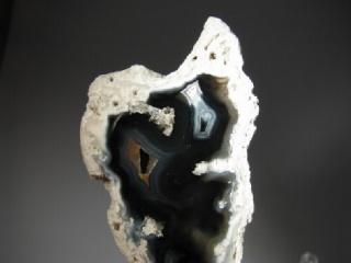 Fossil Coral - Tampa Bay, Florida