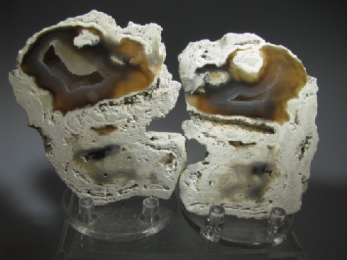 Fossil Coral - Tampa Bay, Florida