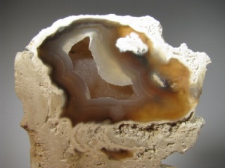 Fossil Coral - Tampa Bay, Florida