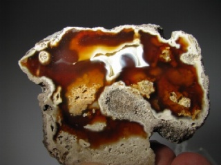 Fossil Coral - Tampa Bay, Florida