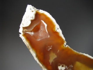 Fossil Coral - Tampa Bay, Florida