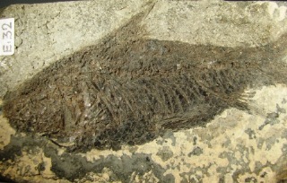 Knightia alta  -  Alpes de Haute Province, France