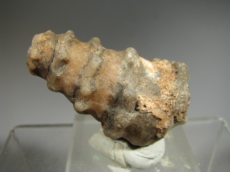 Agatized Gasteropod - 300 Km inland from Dhakla, W. Sahara, Morocco