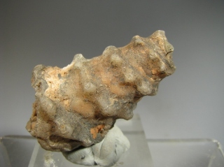 Agatized Gasteropod - 300 Km inland from Dhakla, W. Sahara, Morocco