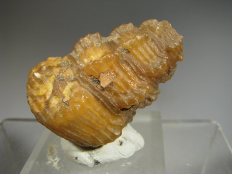 Agatized Gasteropod - 300 Km inland from Dhakla, W. Sahara, Morocco