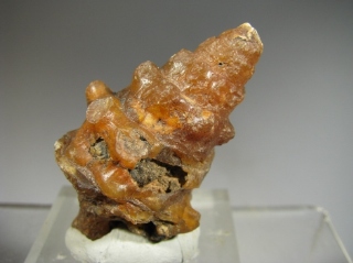 Agatized Gasteropod - 300 Km inland from Dhakla, W. Sahara, Morocco