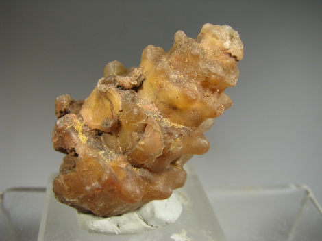 Agatized Gasteropod - 300 Km inland from Dhakla, W. Sahara, Morocco