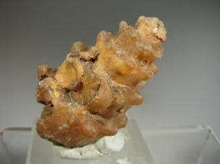 Agatized Gasteropod - 300 Km inland from Dhakla, W. Sahara, Morocco