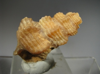 Agatized Gasteropod - 300 Km inland from Dhakla, W. Sahara, Morocco