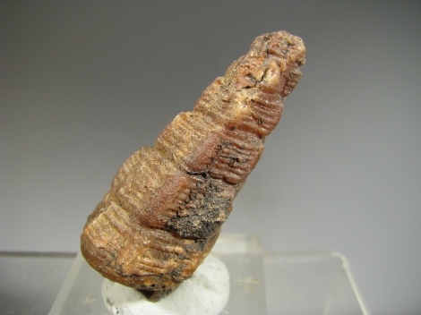 Agatized Gasteropod - 300 Km inland from Dhakla, W. Sahara, Morocco