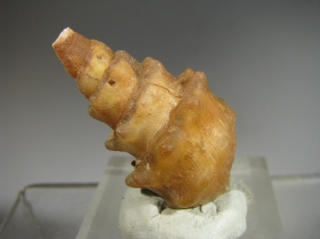 Agatized Gasteropod - 300 Km inland from Dhakla, W. Sahara, Morocco