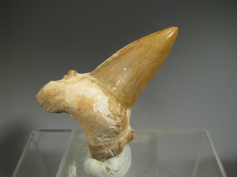 Shark Teeth -  Western Sahara, Morocco