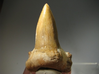 Shark Teeth -  Western Sahara, Morocco