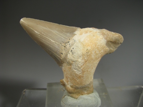 Shark Teeth -  Western Sahara, Morocco