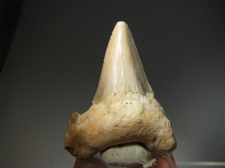 Shark Teeth -  Western Sahara, Morocco