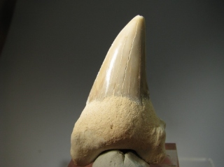 Shark Teeth -  Western Sahara, Morocco