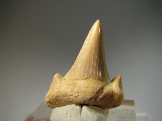Shark Teeth -  Western Sahara, Morocco