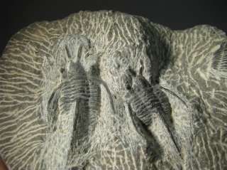 Devil Horn - Lamrakeb region deposits near Alnif, Morocco