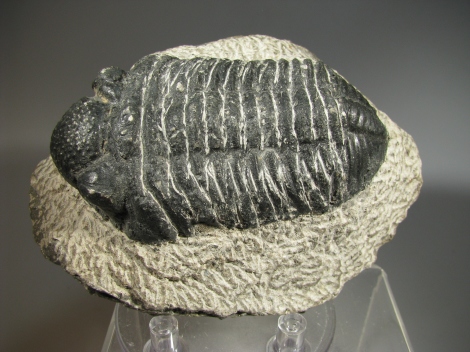 Phacops speculator  - Hamar Laghdad Formation, Alnif , Morocco