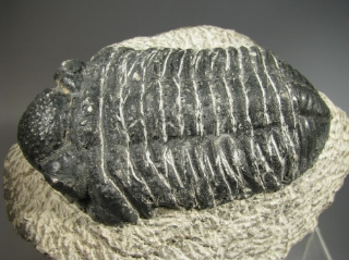 Phacops speculator  - Hamar Laghdad Formation, Alnif , Morocco