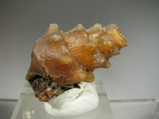 Agatized Pine Code - 300 Km inland from Dhakla, W. Sahara, Morocco