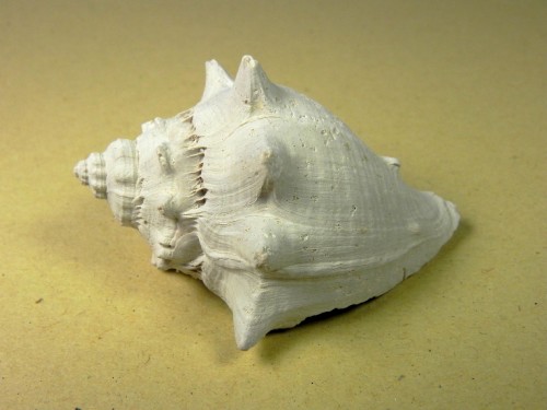 Melongena Corona -  North river Canal  Florida USA