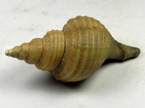Neptunea contraria -  Kallo-Anvers Belgium